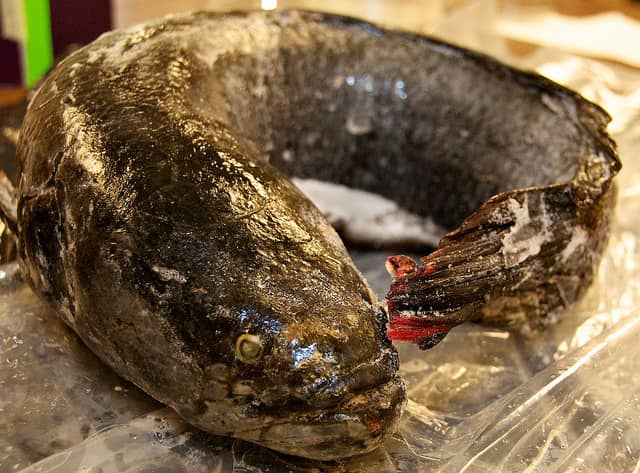Video: What Do You Know about Snakeheads?
