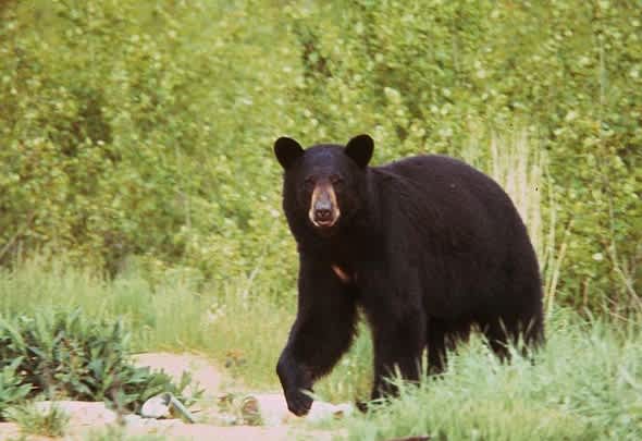 New Mexican Bear Sought After Tearing Into Tent and Scratching Young Girl