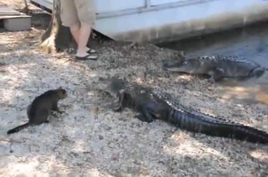 Video: Cat vs. Two Alligators…Guess Who Wins