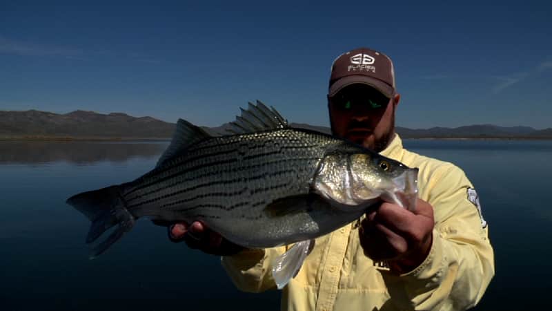 Wiper Bass on the Fly at Southfork Reservoir, Nevada
