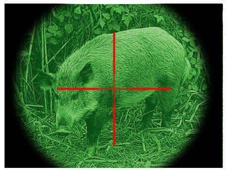 Why I Love Night Hog Hunting