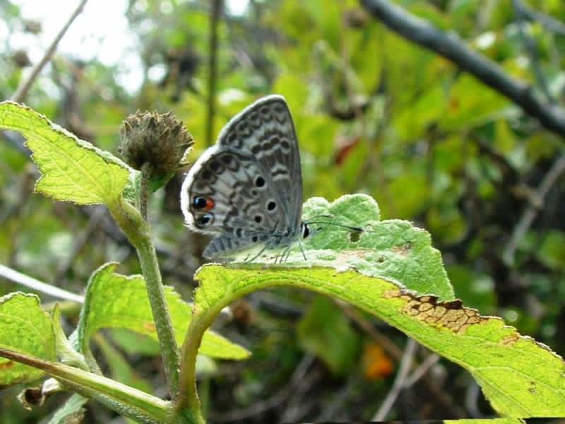 Florida FWC Recognizes Miami Blue Butterfly’s Fragile Existence, Endangered Status