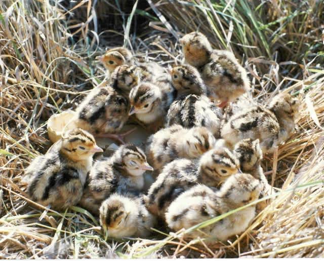 Iowa’s Promising 2012 Pheasant Nesting Outlook