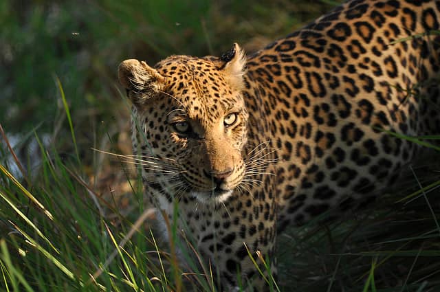 Wild Leopard Goes on Mauling Rampage in India