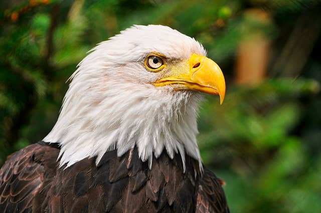 Wyoming Native American Tribes at Odds Over Eagle Killing
