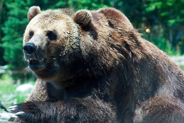Man Survives Bear Attack by Climbing Up a Tree