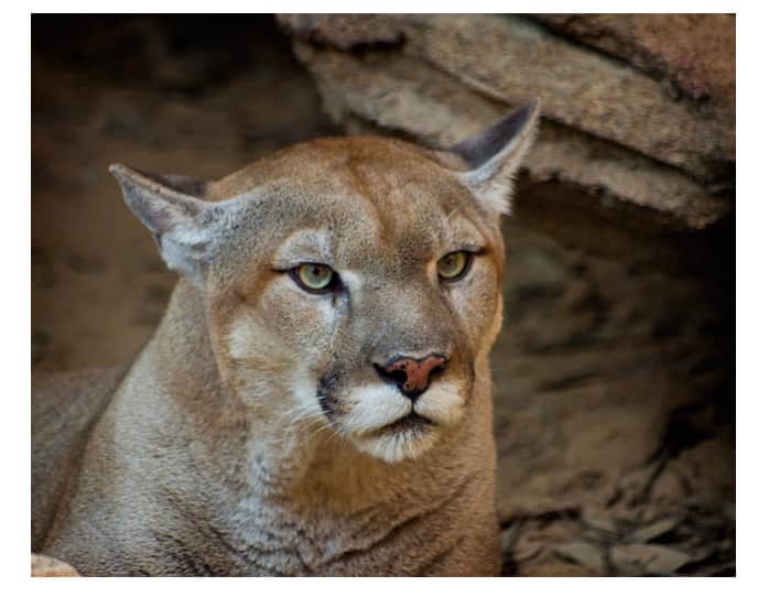 Cougar Numbers Increasing Across the United States
