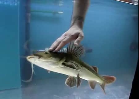 Video: Hybrid Catfish Really Enjoys Petting