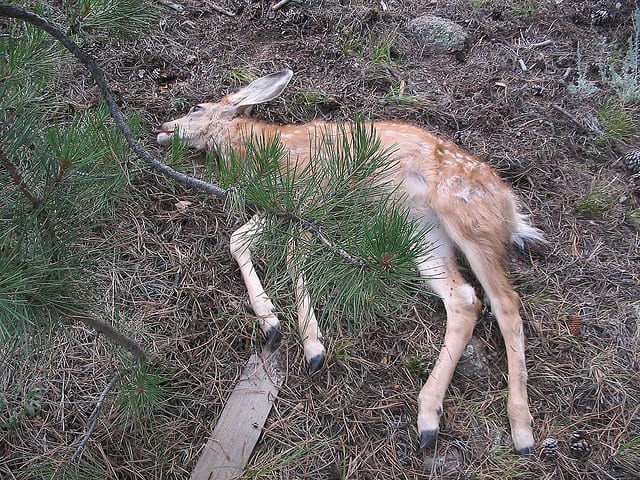What is the Real Killer of Deer in Virginia’s Forests?