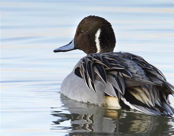 U.S. House Panel Recommends Decrease in Waterfowl Habitat Funding