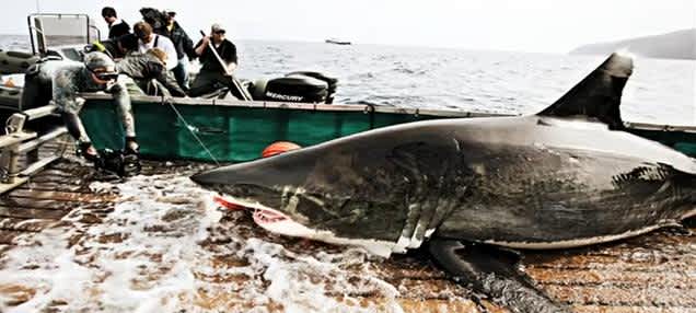 OCEARCH Completes Record-Breaking White Shark Research Expeditions