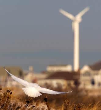 Federal Agencies Sued Over Failure to Disclose Correspondence with Wind Industry