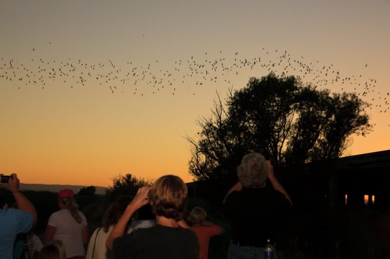 Sunset Bat Tours Return to California DFG’s Yolo Bypass Wildlife Area