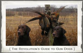 This Week on The Revolution: A Guide to Gun Dogs