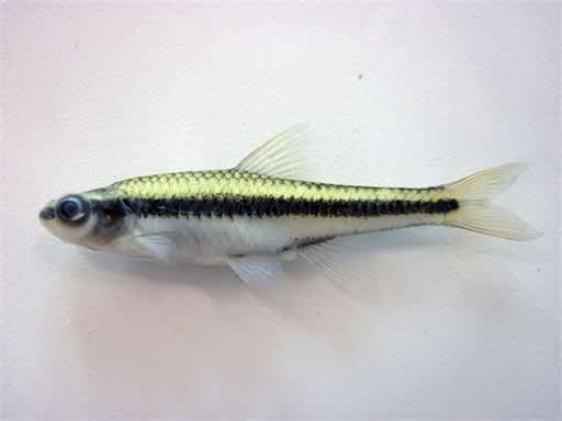 Rare Fish Discovered in North Carolina’s Chowan River Basin