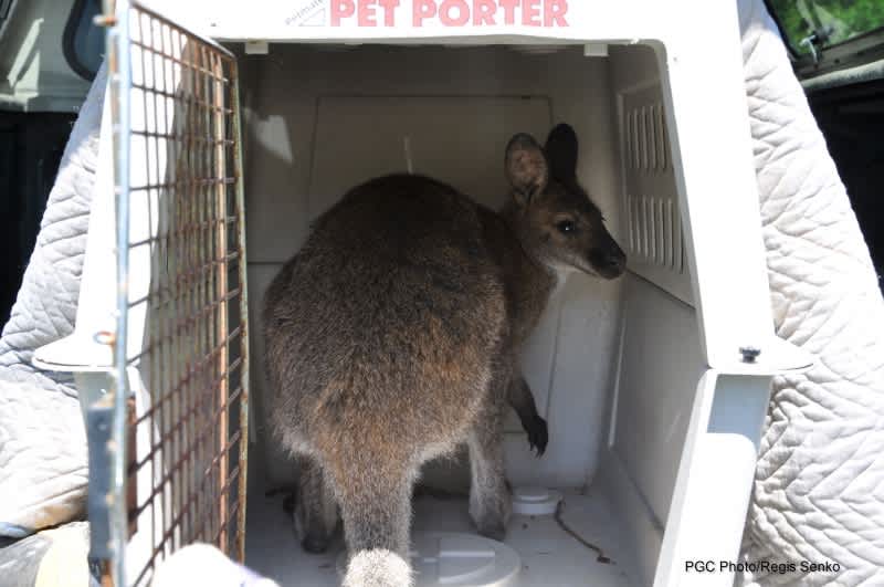 Rogue Wallaby Tranquilized by Pennsylvania Game Commission