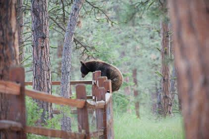 Montana FWP Reminds Residents to Keep Backyards Bear Resistant