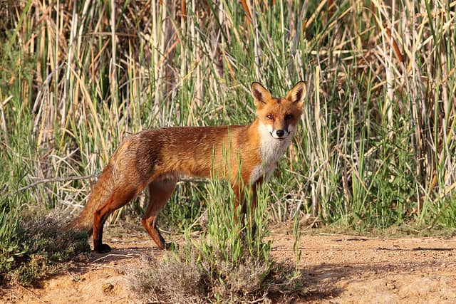 New Bill to Allow Australian Hunters to Harvest Nuisance Animals in National Parks