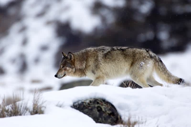 As Deadline Passes, Constitutionality of Wolves’ Removal from Endangered Species List is Affirmed
