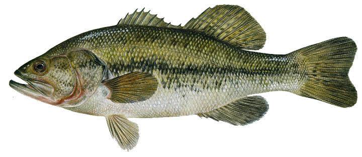 Maine DIFW Encouraging the Taking of Largemouth Bass