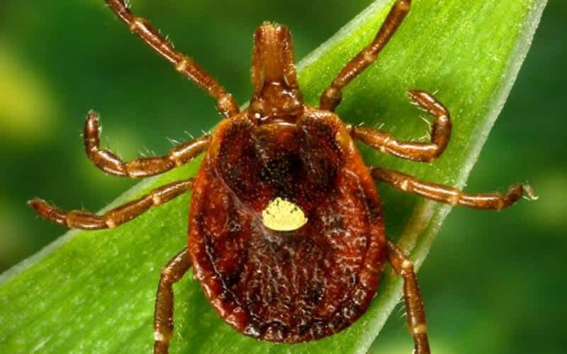 Ticks Spreading Meat Allergies Across the United States