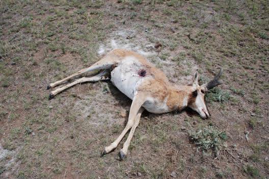 New Mexico Game and Fish Seeks Information on Antelope Poaching Case