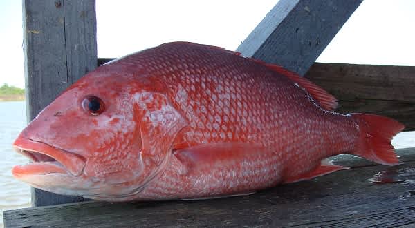 Limited Red Snapper Fishing Season Along Southeastern Coast Pending Federal Decision