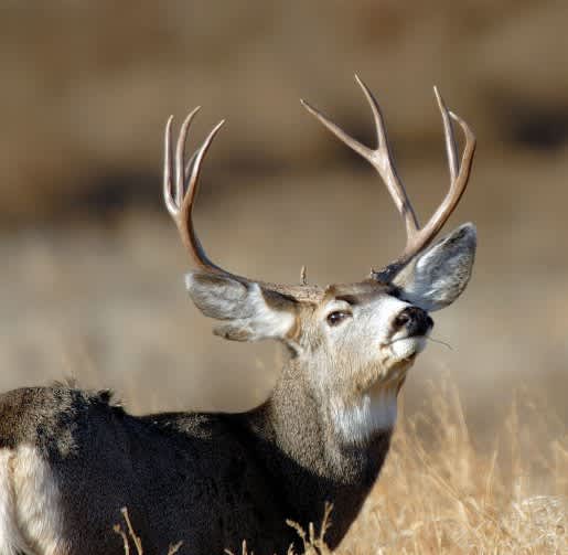 Get a Buck Deer Permit in Utah