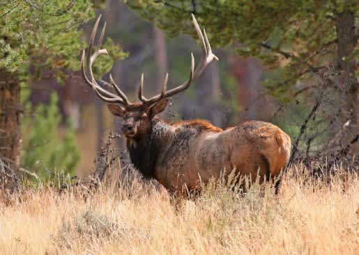 Revised Plan Will Allow a Few More Elk in Utah