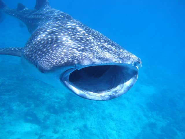 Video: Whale Shark Finds Food Source Through Hole in Fishing Net