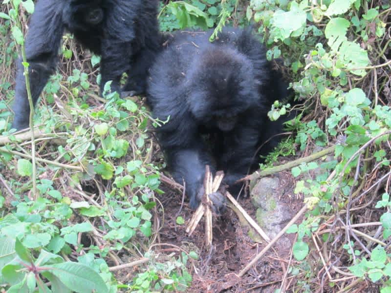 Gorillas Observed Dismantling Poachers’ Traps