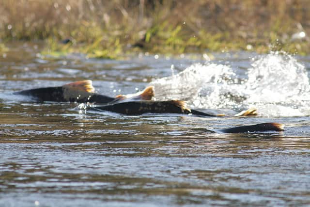 Lowest Record Run of King Salmon in Alaska Prompts Sportfishing Ban