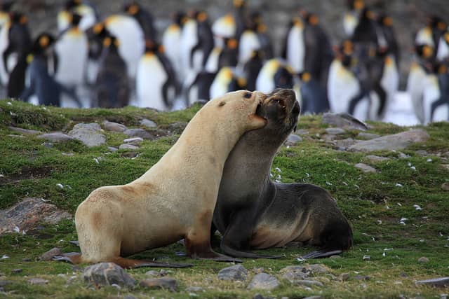 Australian Group Proposes Firing Lead Sacks at Seals to Save Penguins