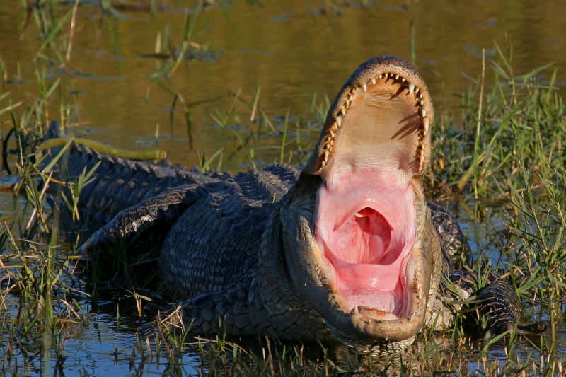 Deadline to Register for Alligator Hunt is July 13 in Alabama