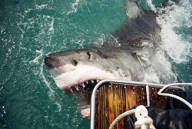 Australia to Reconsider Controversial Shark Cull Amid Increasing Attacks