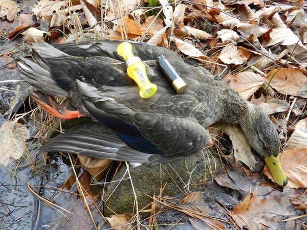 Yamaha Outdoors Tip: Work on Your Duck Calling Now