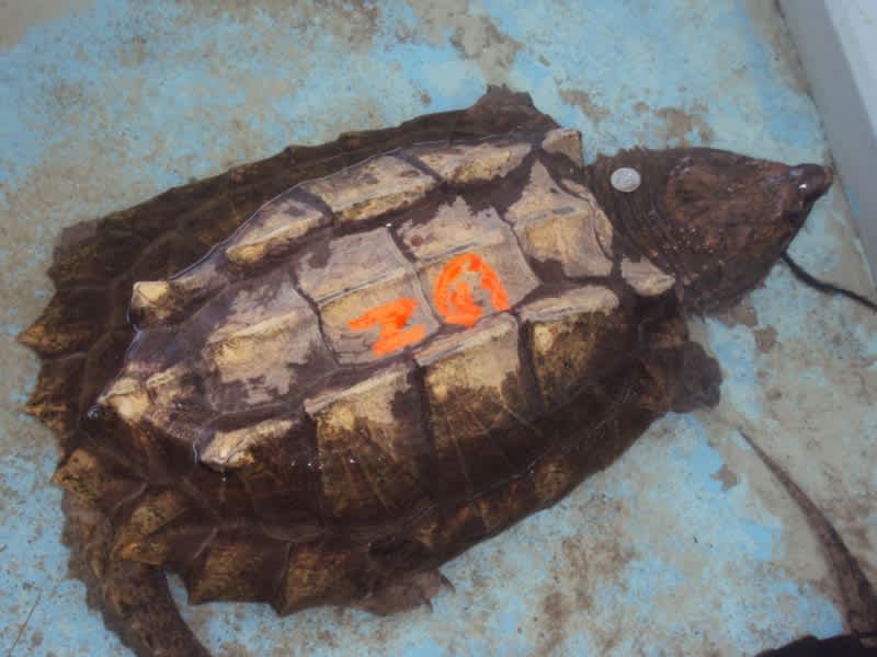 Nine Year Old Captures Indiana’s Rarest Turtle