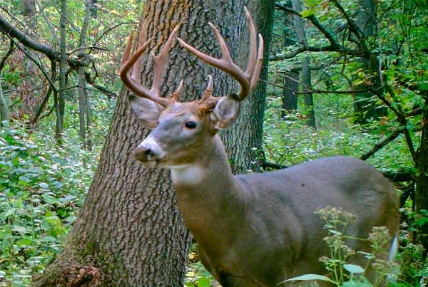 Trail Cameras and Scent Control for Deer Hunting