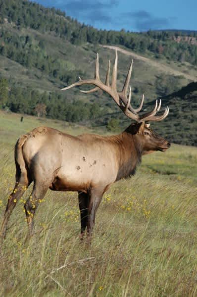 New eBook by John Phillips Details the Hunting of Elk – the 1,000 Pound Turkey