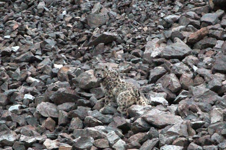 Two Elusive and Endangered Snow Leopards are Fitted with Satellite Collars for the First Time in Afghanistan
