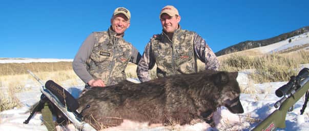 Wolf Hunting Tips: Observations from RMEF Members