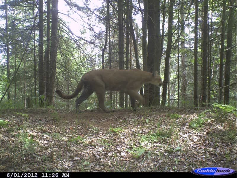 Cougar Photographed by Michigan Trail Cam Suggests Resident Population in Upper Peninsula