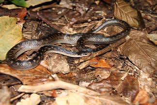 The Saint Lucia Racer Takes the Title of World’s Rarest Snake