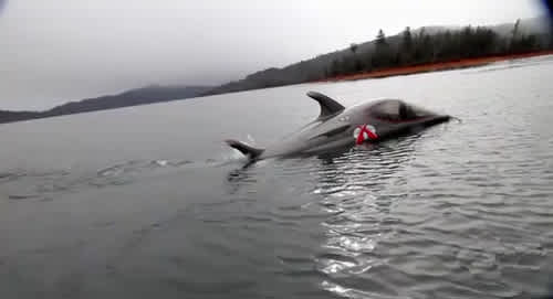 Video: Dolphin-shaped Seabreacher Boat Swims with the Fishes