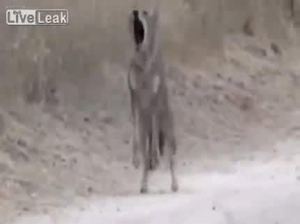 Rare Footage of Coyote Scaring Off a Mountain Lion Captured by Hiker