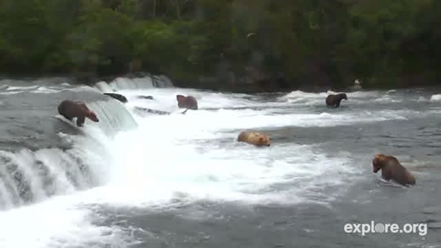Wildlife Cam: Watch Alaskan Bears Catch Jumping Salmon in Real Time