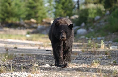 Michigan Bear Hunting “Help” Convictions Overturned by Appeals Court