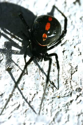 Study Shows Brown Widow Spiders Displacing Black Widows in California