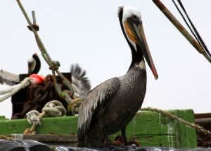 California DFG: Feeding Brown Pelicans Harms Them More than it Helps