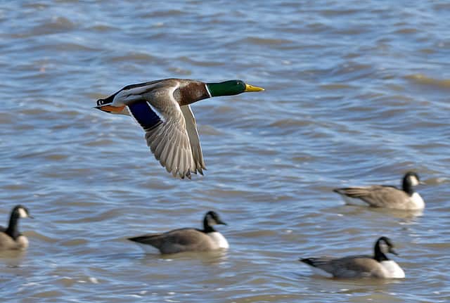 Off-season Tips for Improving Duck Hunting Success